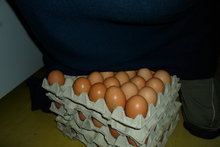 Kolikpak nám slípka snesla vajíček?